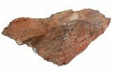 Fossil Metoposaurid Skull Section - Chinle Formation, Arizona #153725-4